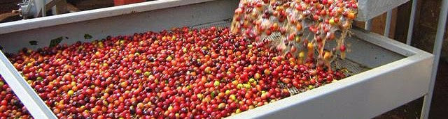 The Weekly Bean, November Processing